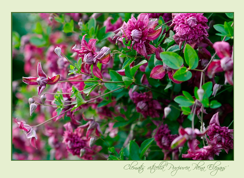 Clematis viticella 'Purpurea Plena Elegans' - Garden perennials