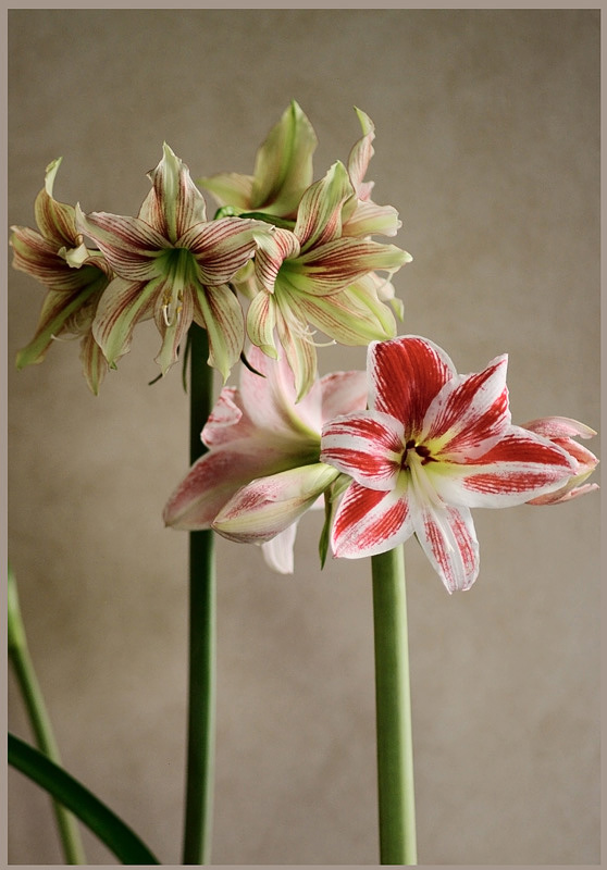 Hippeastrum 'Belicia' with 'Giraffe' - Windowsill Garden