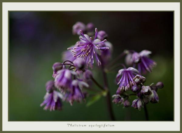 Thalictrum aquilegiifolium - Garden perennials