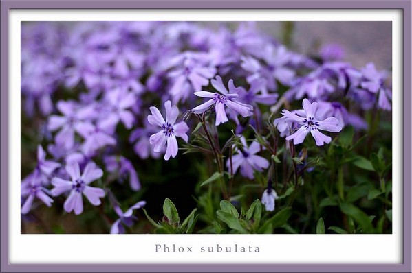 Phlox subulata - Garden perennials