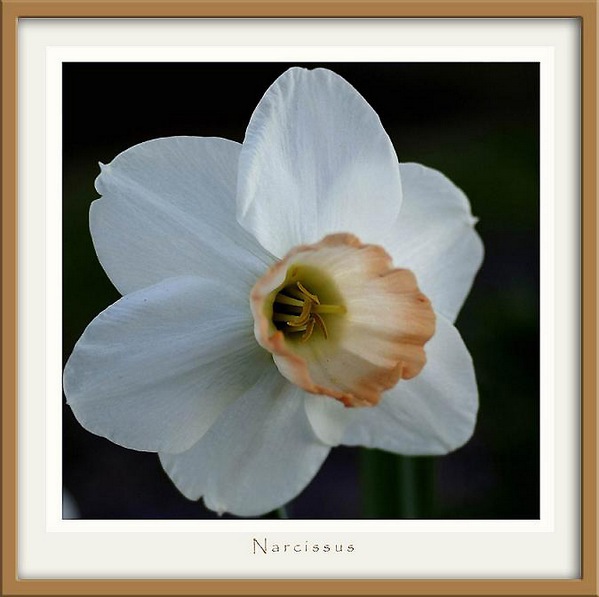 Narcissus hybr. - Garden perennials