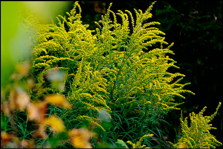 Moonflower's Garden 2 - Parks and Gardens