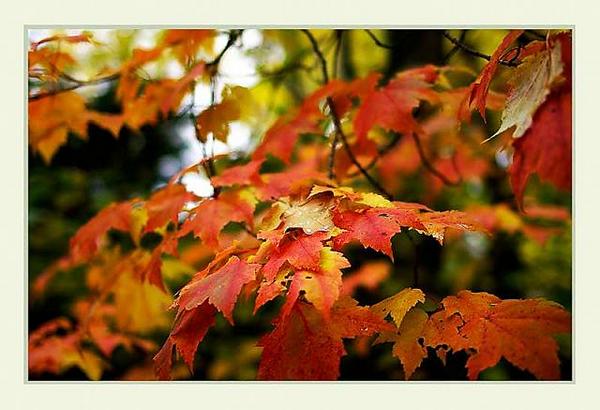 Acer rubrum - Trees and Shrubs