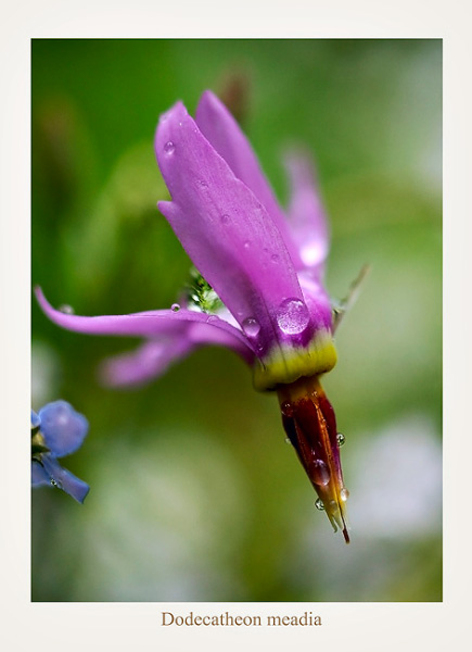 Dodecatheon meadia 2 - Garden perennials