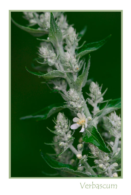Verbascum lychnitis - Garden perennials