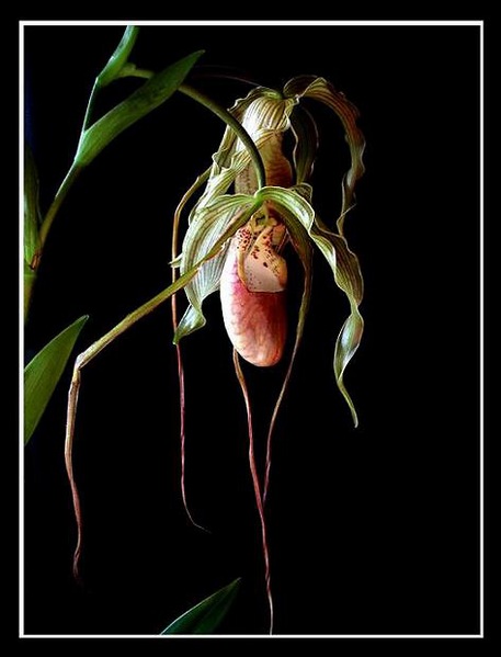 Phragmipedium grande x - Orchids