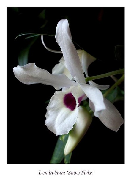 Dendrobium 'Snow Flake' 1 - Orchids