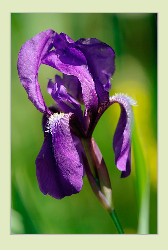 Iris aphylla - Garden perennials