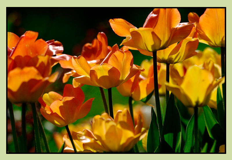 Tulipa 'Daydream' 2 - Garden perennials
