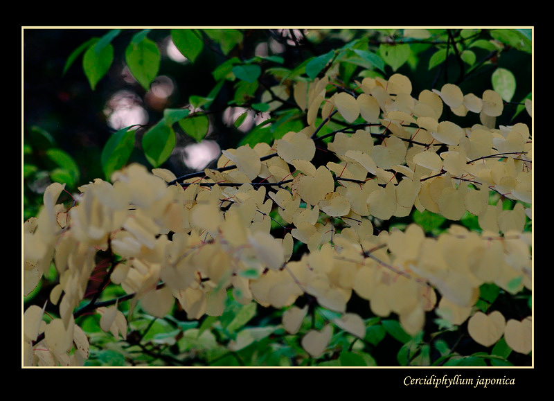 Cercidiphyllum japonica 1 - Trees and Shrubs