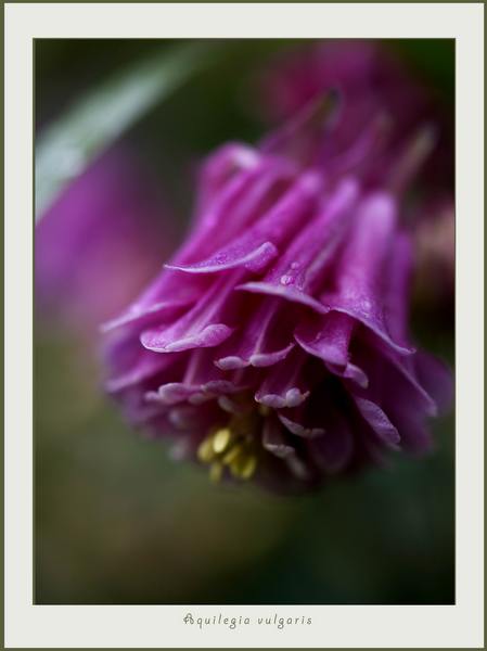 Aquilegia vulgaris 2 - Garden perennials