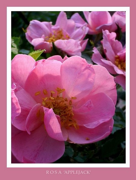 Rosa 'Applejack' - Roses