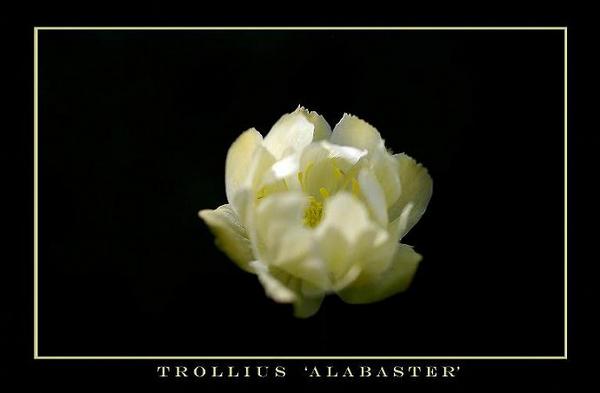 Trollius 'Alabaster' - Garden perennials