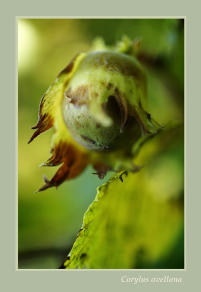 Corylus avellana 2 - Trees and Shrubs
