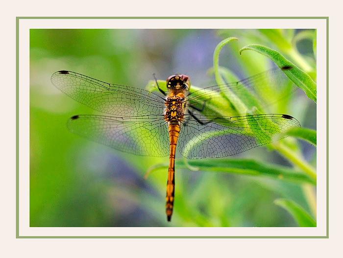 Sympetrum danae 2 - Fauna