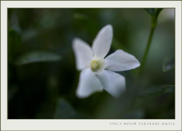 Vinca minor 'Gertrude Jekyll' - Garden perennials
