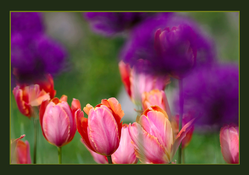 Onions and Tulips 2 - Still Life