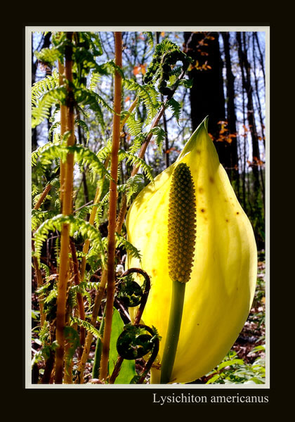 Lysichiton americanus - Garden perennials