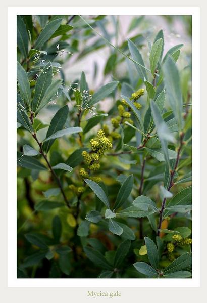 Myrica gale - Trees and Shrubs