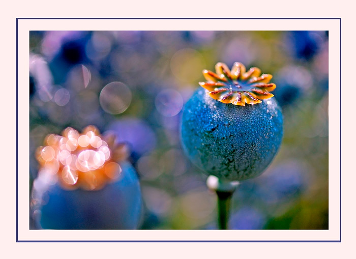 Opium and Eryngium - Still Life