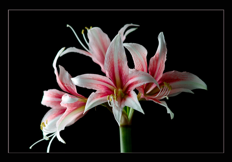 Hippeastrum 'Sweet Lilian' - Windowsill Garden