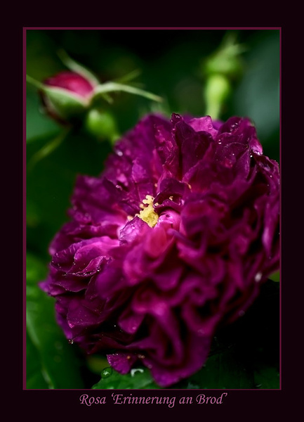 Rosa 'Erinnerung an Brod' 2 - Roses