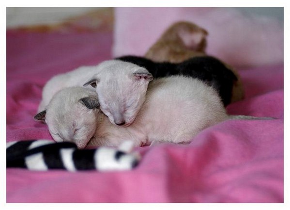 10 days - Linssi's kittens
