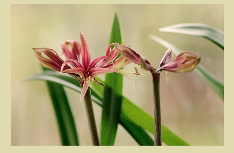 Hippeastrum 'Rosario' 2 - Windowsill Garden