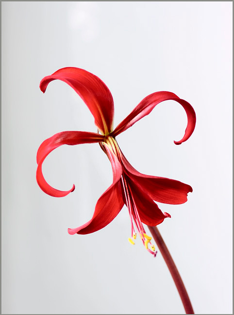 Sprekelia formosissima 1 - Windowsill Garden