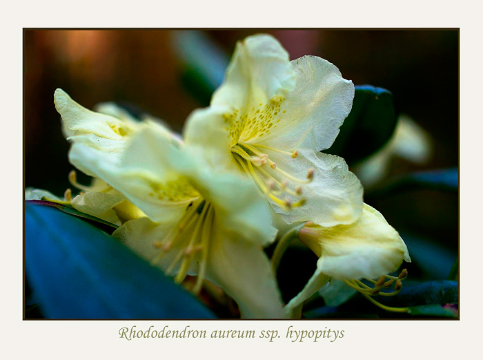 Rhododendron aureum ssp. hypopitys - Trees and Shrubs