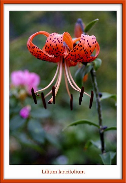 Lilium lancifolium - Garden perennials