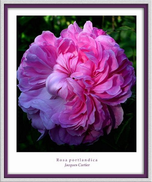 Rosa 'Jacques Cartier' - Roses