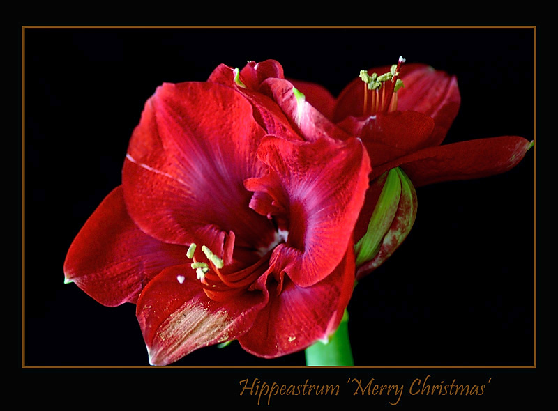 Hippeastrum 'Merry Christmas' - Windowsill Garden