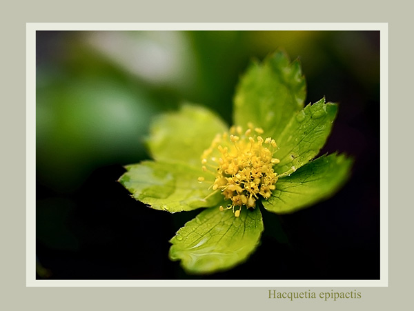 Hacquetia epipactis - Garden perennials
