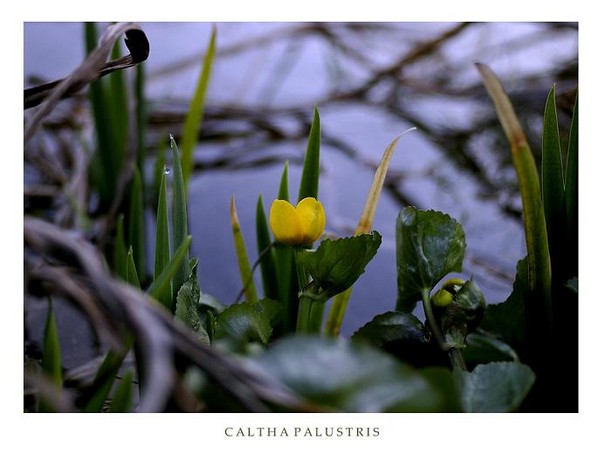 Caltha palustris - Garden perennials