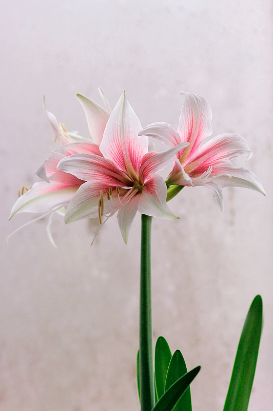 Hippeastrum 'Sweet Lilian' 3 - Windowsill Garden