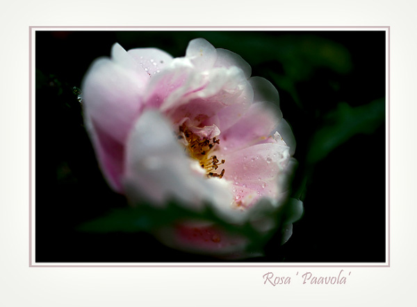 Rosa 'Paavola' - Roses