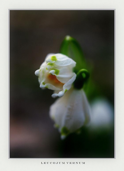 Leucojum vernum - Garden perennials