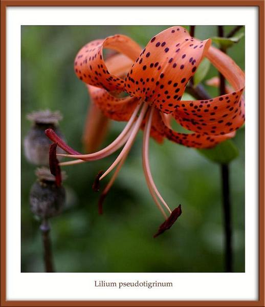 Lilium pseudotigrinum - Garden perennials