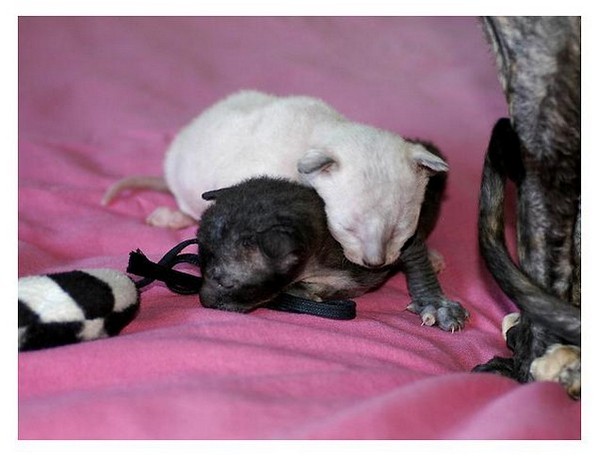 10 days - Linssi's kittens