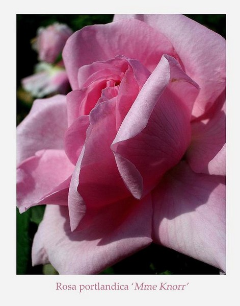 Rosa 'Mme Knorr' 2 - Roses