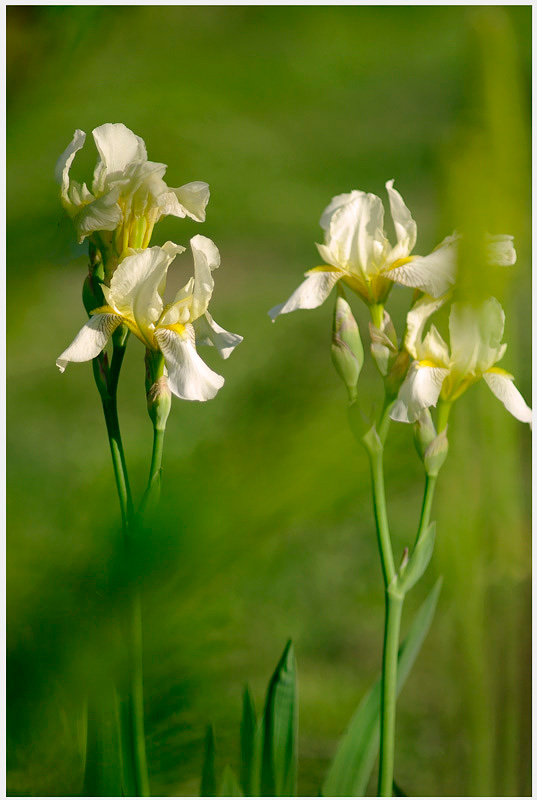 Iris germanica 'Flavescens' 1 - Garden perennials