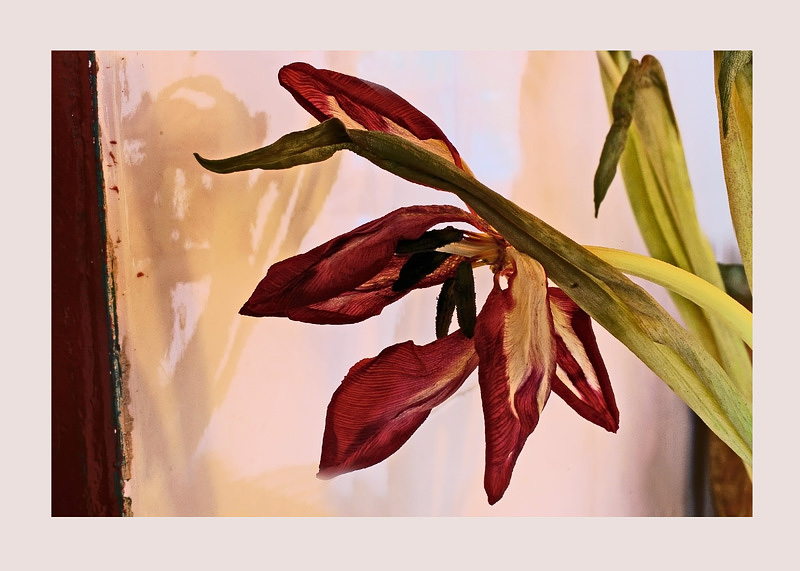 Christmas Tulips 1 - Still Life