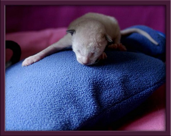 5 days - pointed girl - Linssi's kittens