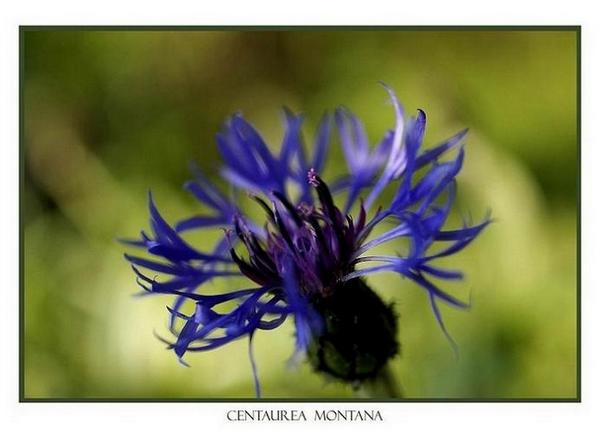 Centaurea montana - Garden perennials