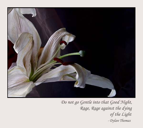 Do not go Gentle ... - Still Life
