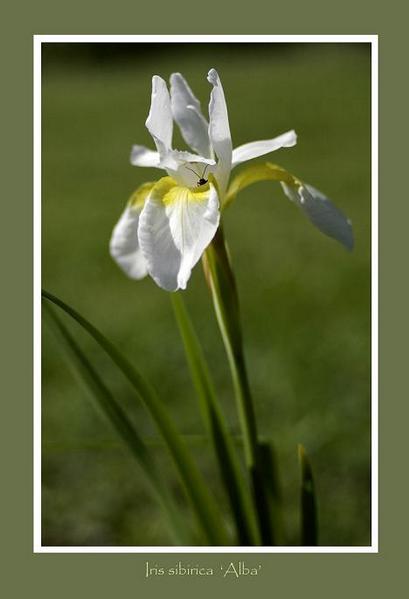 Iris sibirica 'Alba' - Garden perennials