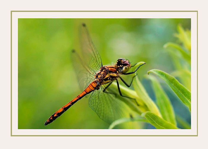 Sympetrum danae - Fauna
