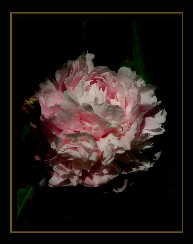 A Peony and A Poppy - Still Life