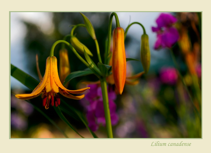 Lilium canadense - Garden perennials